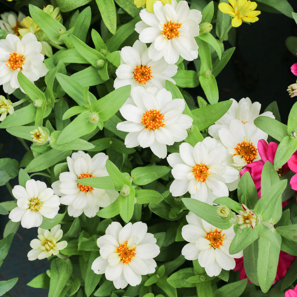 Zinnia Angustifolia 'Crystal White' Seeds, 30 seeds