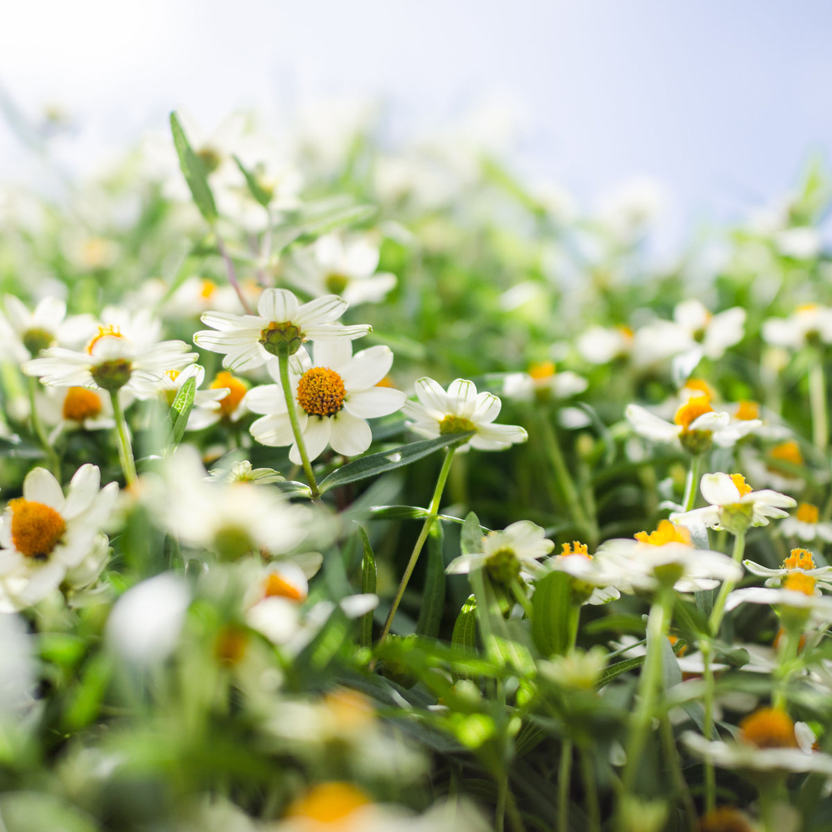 Zinnia Angustifolia 'Crystal White' Seeds, 30 seeds