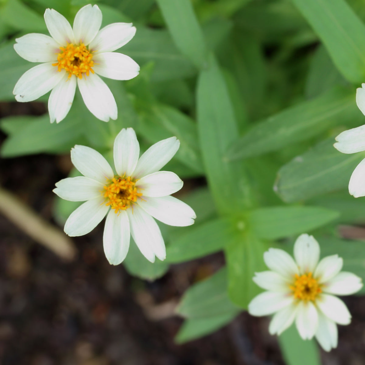 Zinnia Angustifolia 'Crystal White' Seeds, 30 seeds
