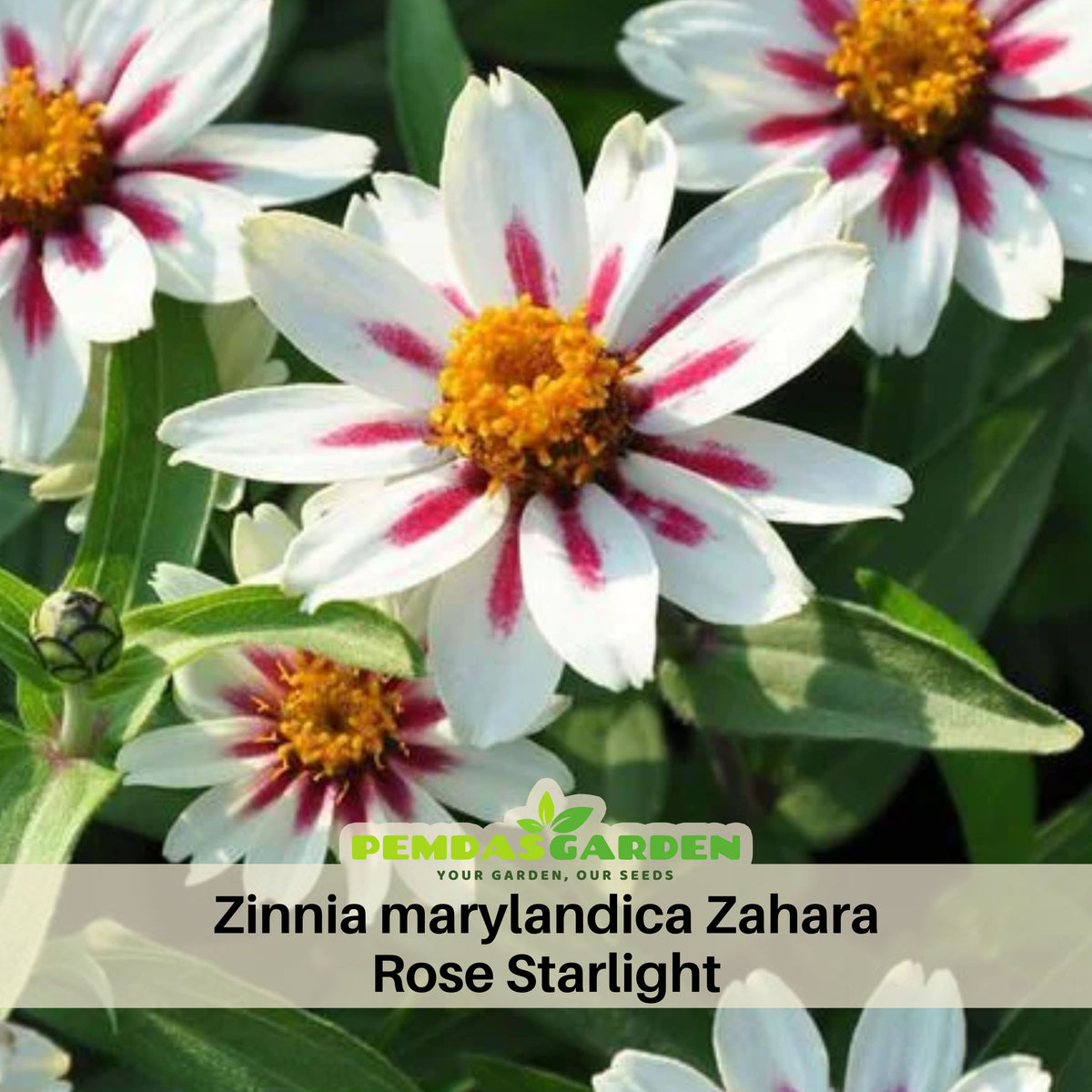 Zinnia Marylandica Zahara Rose Starlight Seeds, 30 seeds