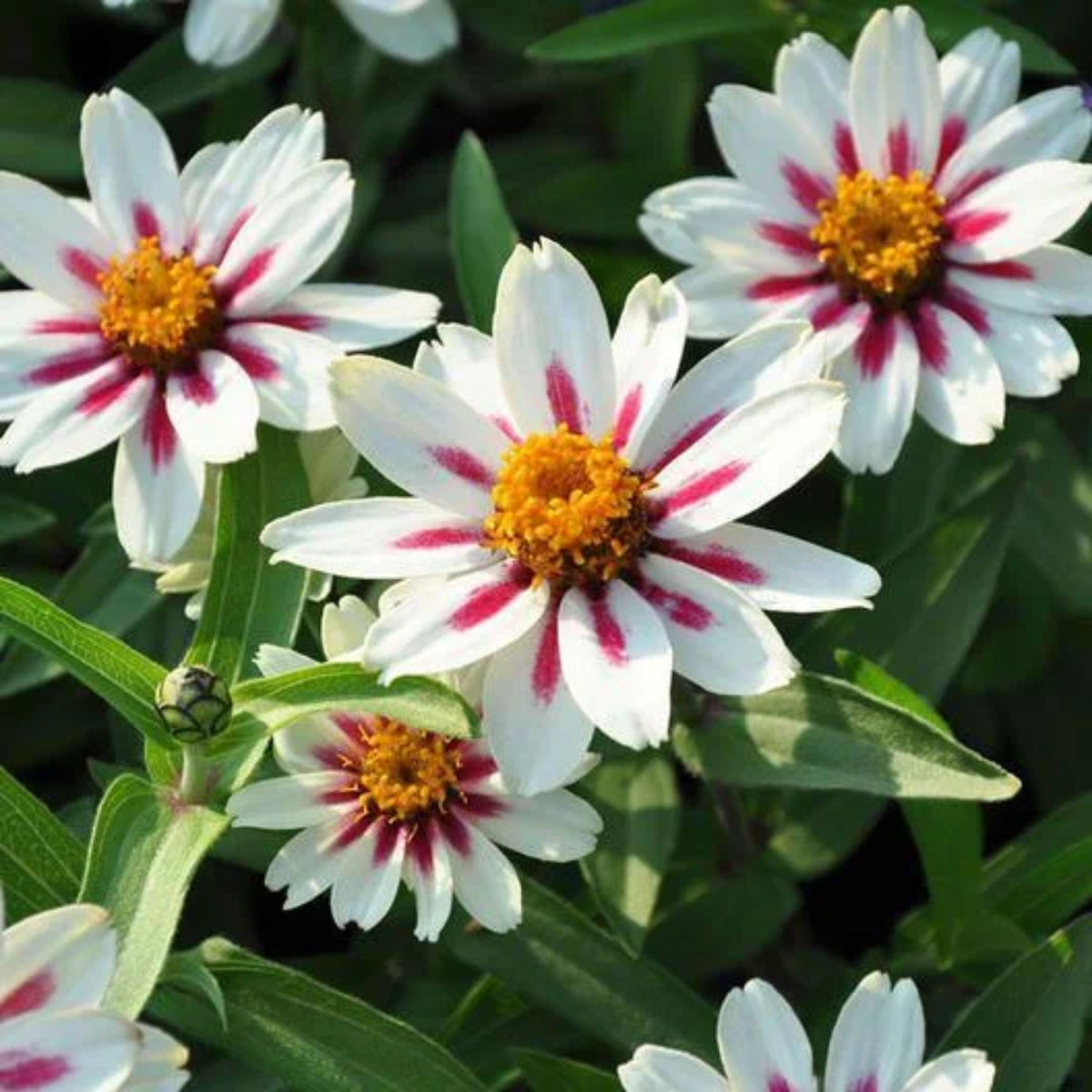 Zinnia Marylandica Zahara Rose Starlight Seeds, 30 seeds