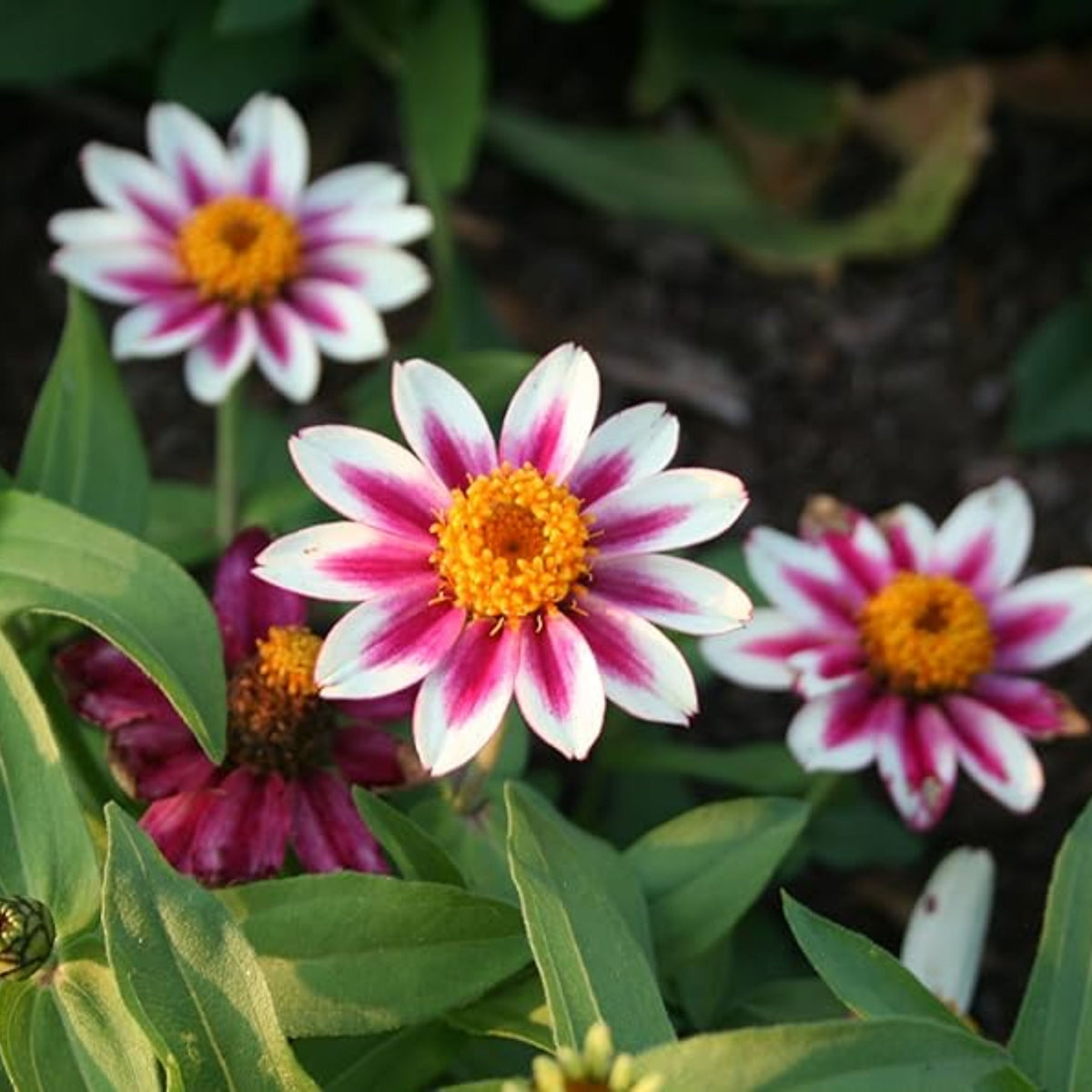 Zinnia Marylandica Zahara Rose Starlight Seeds, 30 seeds