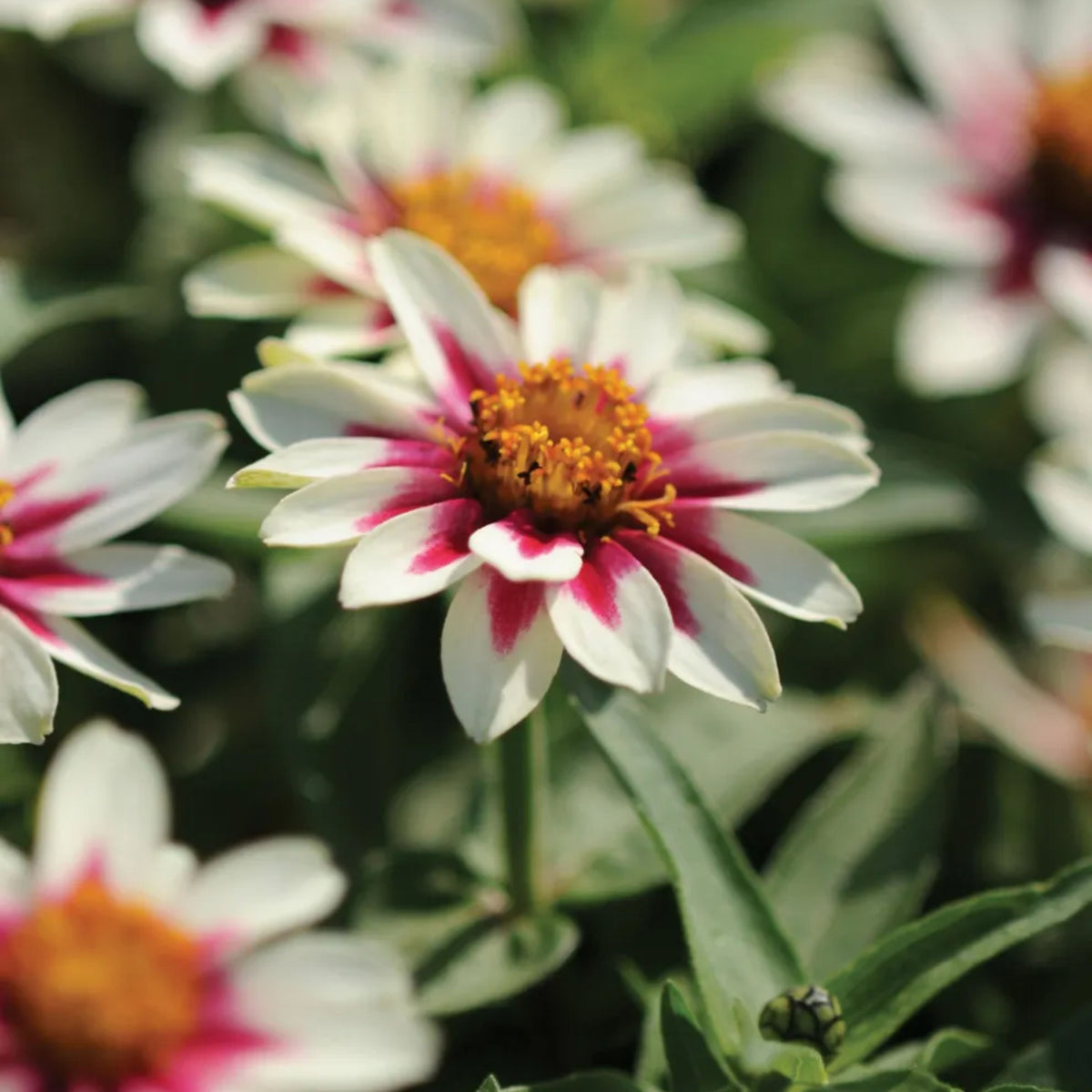 Zinnia Marylandica Zahara Rose Starlight Seeds, 30 seeds