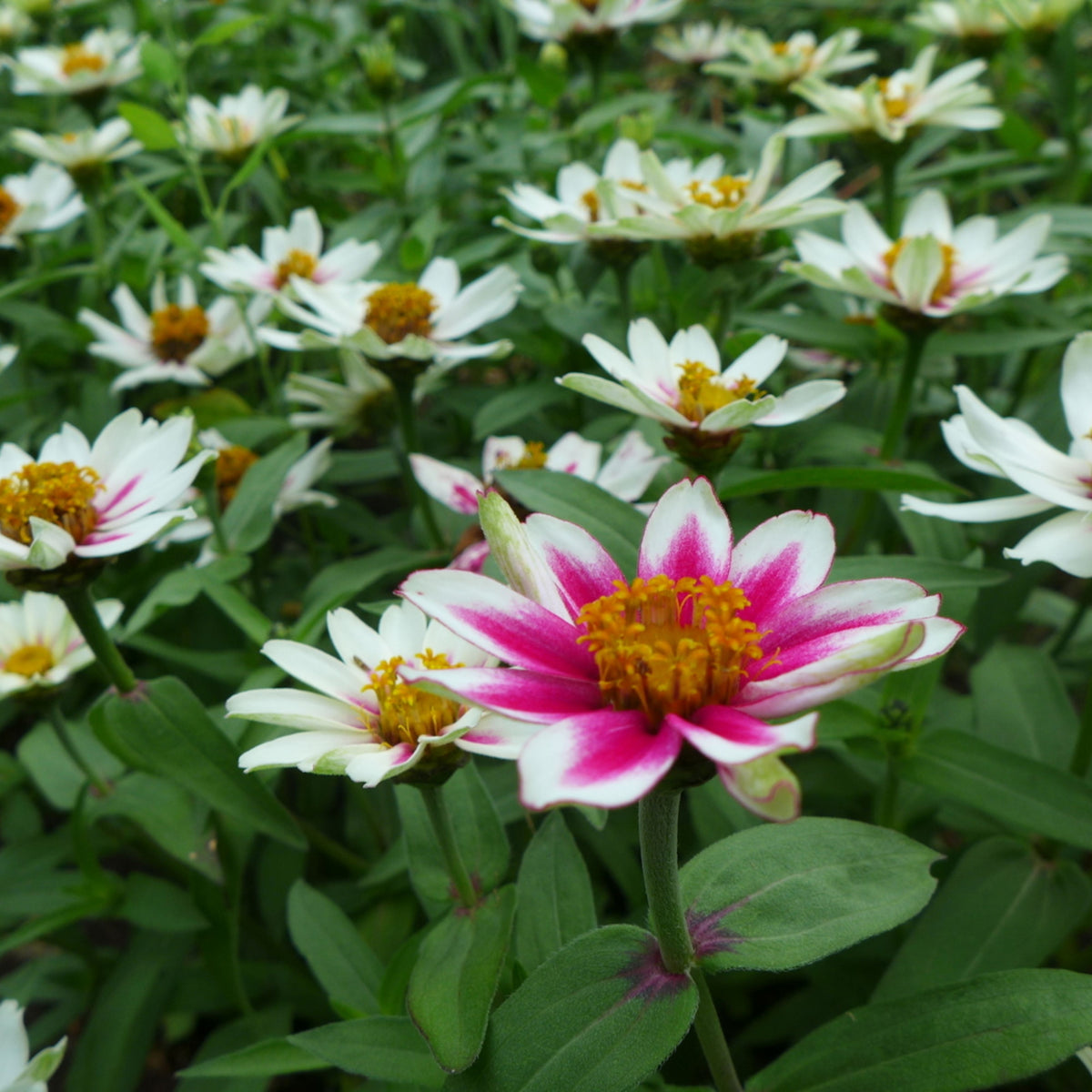 Zinnia Marylandica Zahara Rose Starlight Seeds, 30 seeds