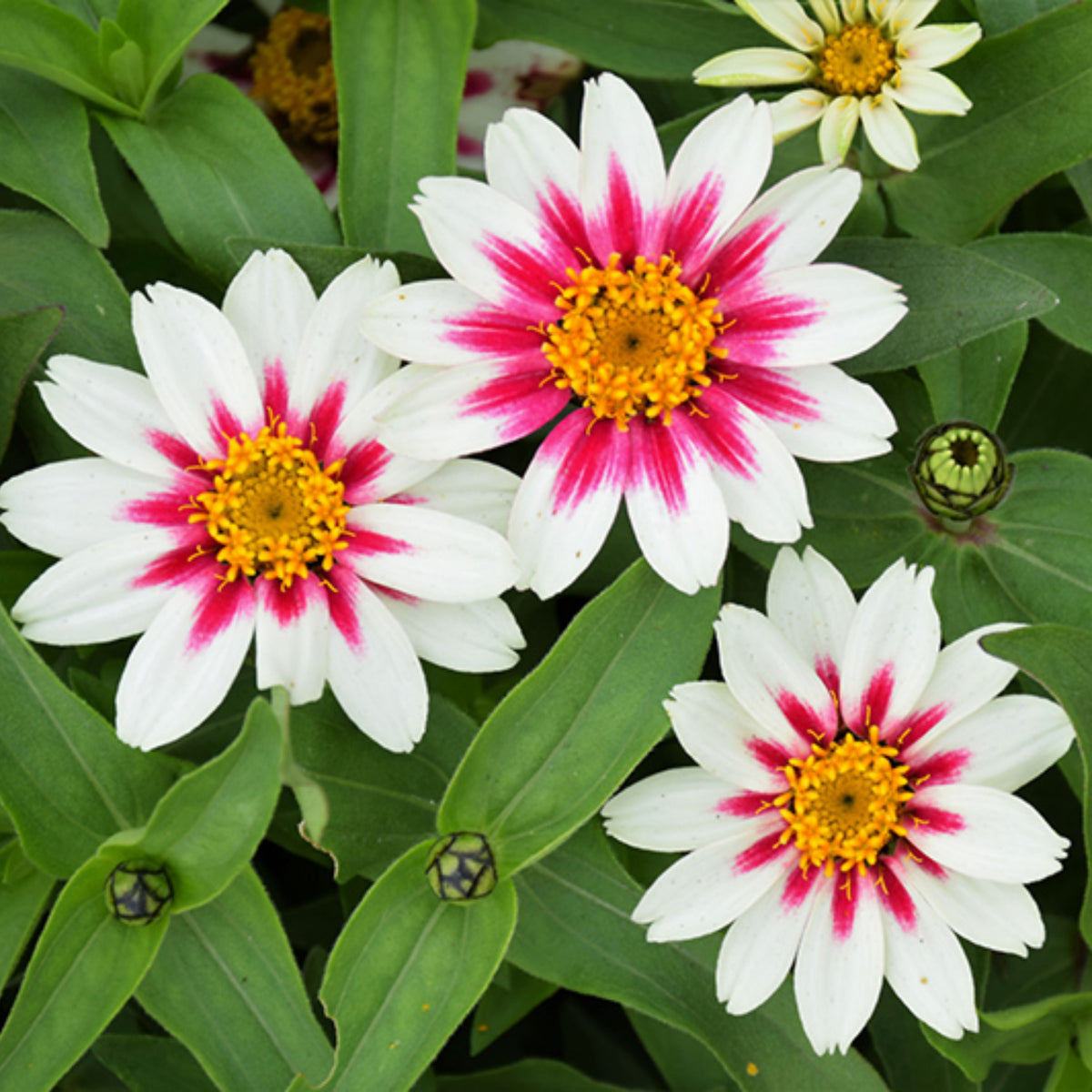 Zinnia Marylandica Zahara Rose Starlight Seeds, 30 seeds