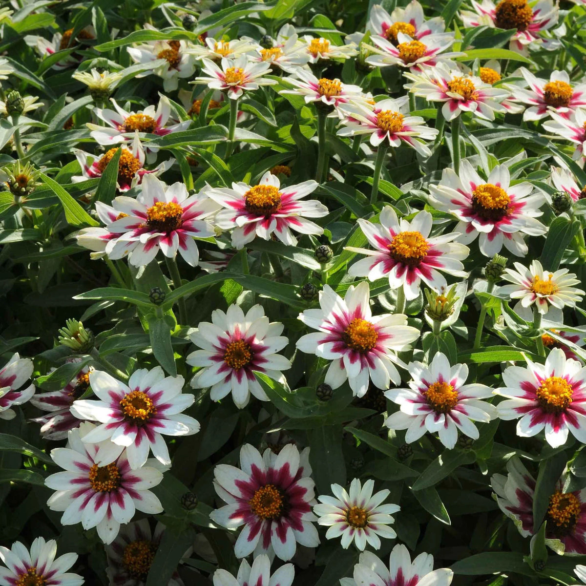 Zinnia Marylandica Zahara Rose Starlight Seeds, 30 seeds