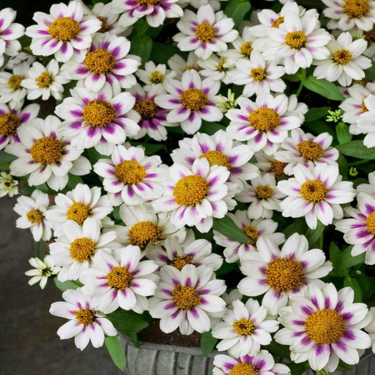 Zinnia Marylandica Zahara Rose Starlight Seeds, 30 seeds
