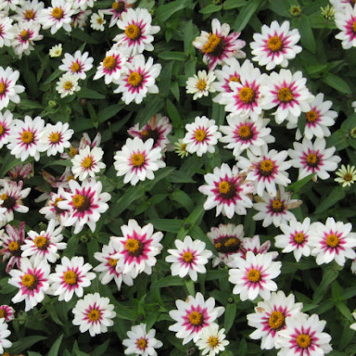 Zinnia Marylandica Zahara Rose Starlight Seeds, 30 seeds
