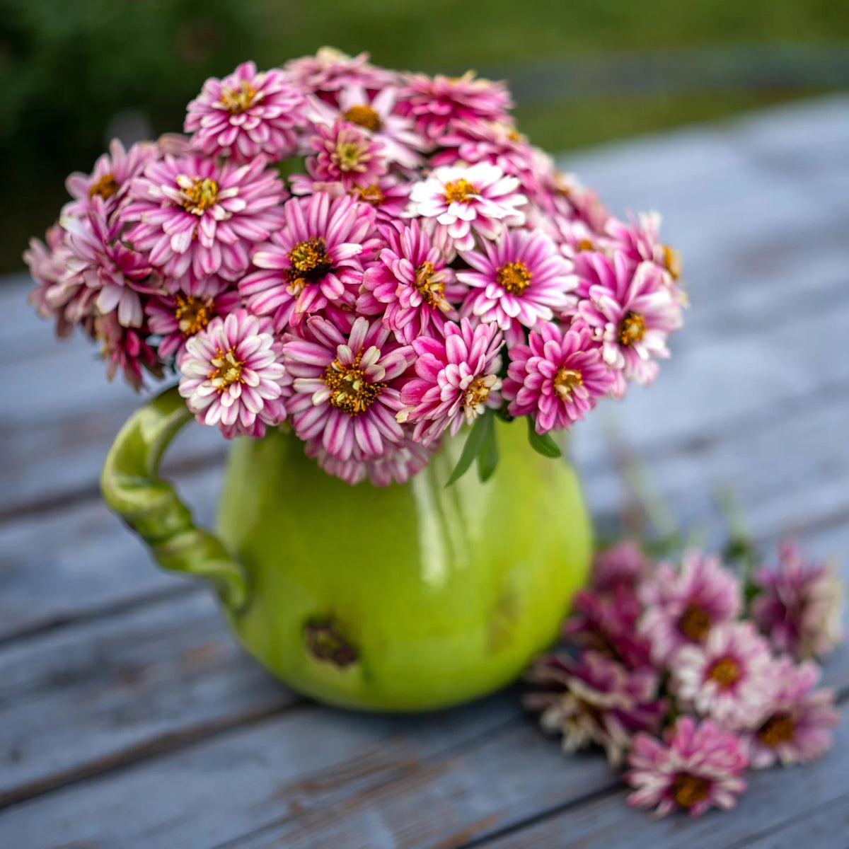 Zinnia Marylandica Zahara Rose Starlight Seeds, 30 seeds