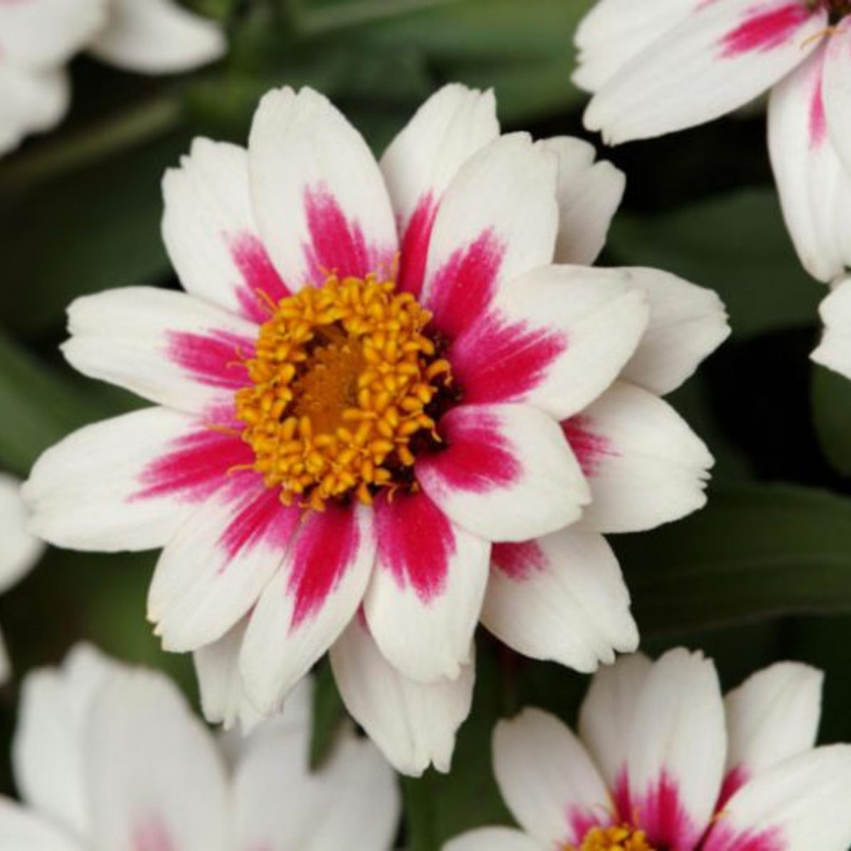 Zinnia Marylandica Zahara Rose Starlight Seeds, 30 seeds