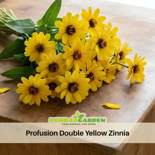 Profusion Double Yellow Zinnia Seeds, 30 seeds