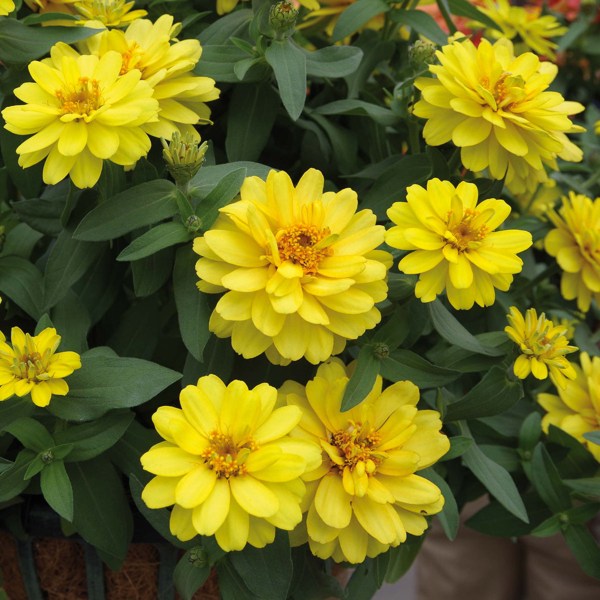 Profusion Double Yellow Zinnia Seeds, 30 seeds