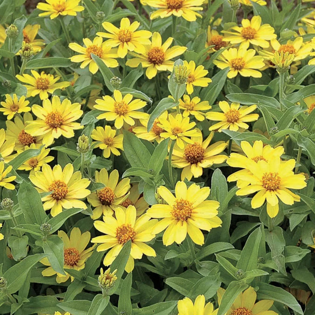 Profusion Double Yellow Zinnia Seeds, 30 seeds