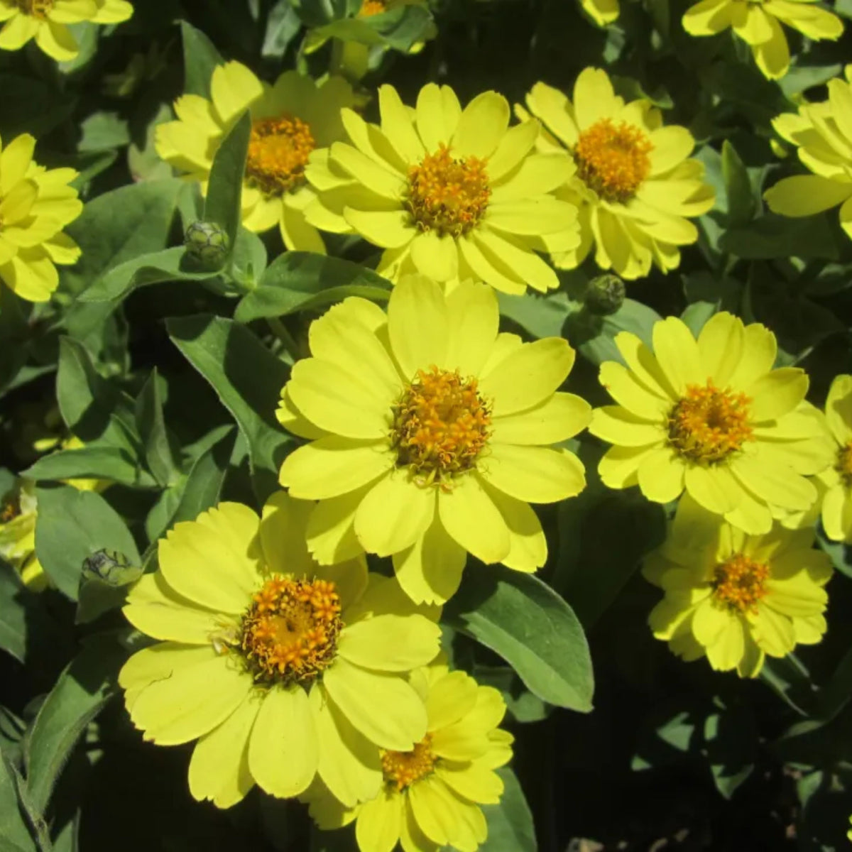 Profusion Double Yellow Zinnia Seeds, 30 seeds