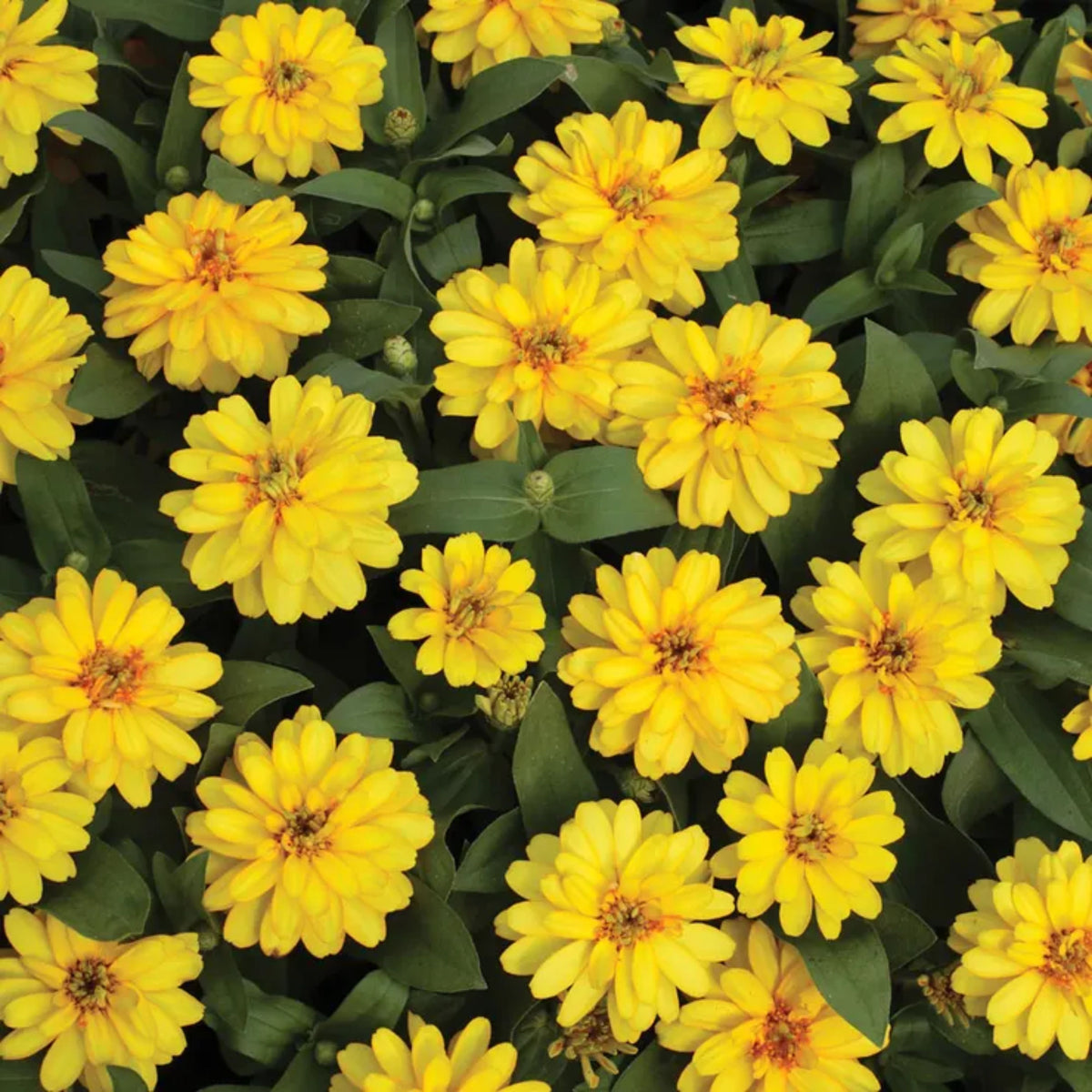 Profusion Double Yellow Zinnia Seeds, 30 seeds