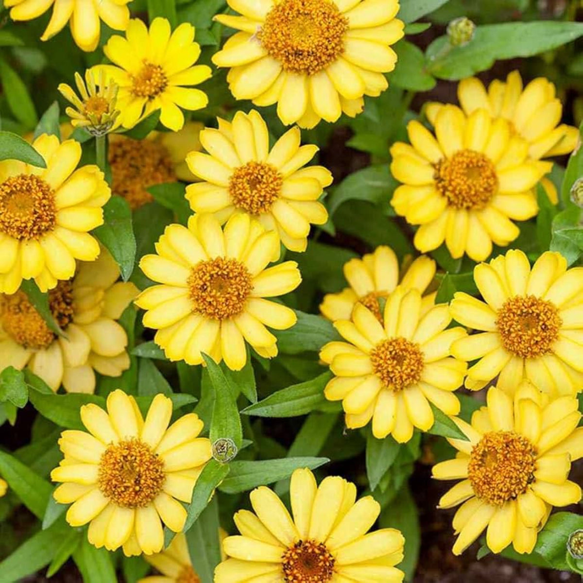Profusion Double Yellow Zinnia Seeds, 30 seeds