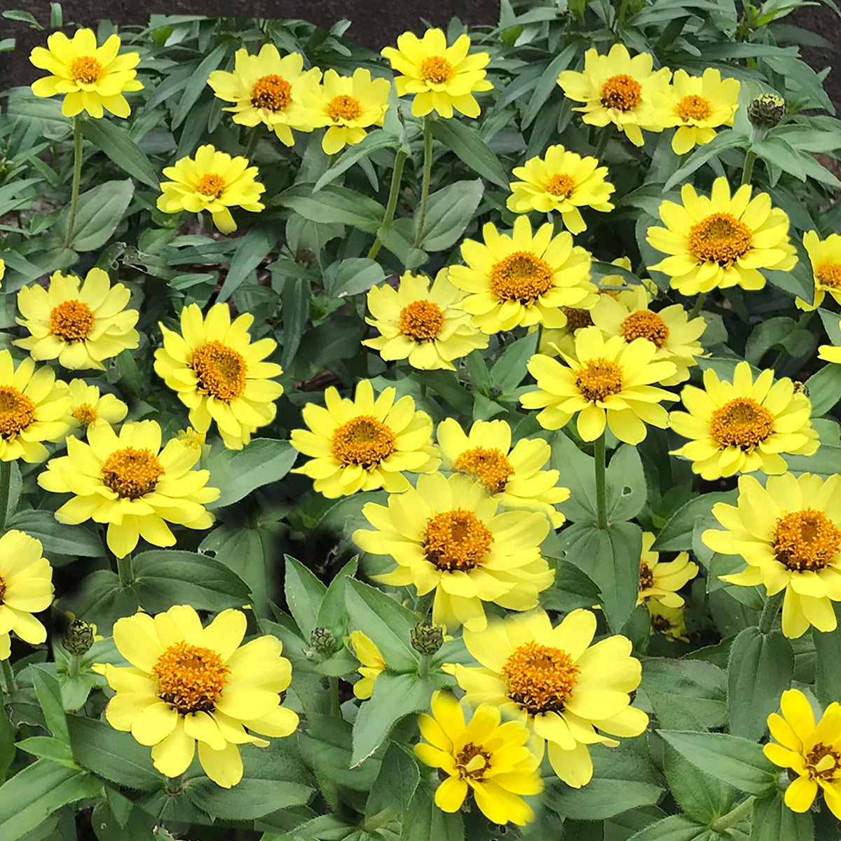 Profusion Double Yellow Zinnia Seeds, 30 seeds