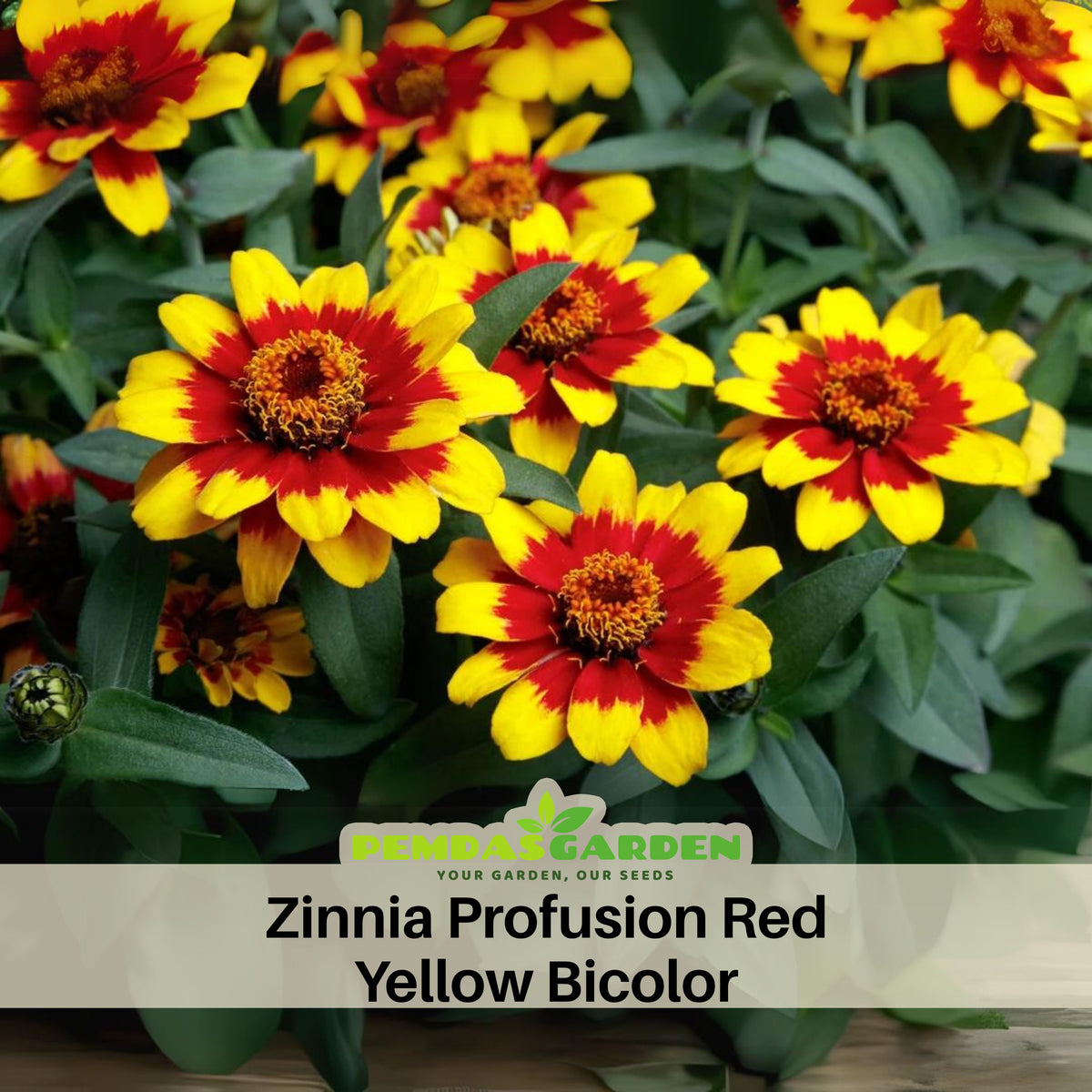 Zinnia Profusion Red Yellow Bicolor Seeds, 30 seeds