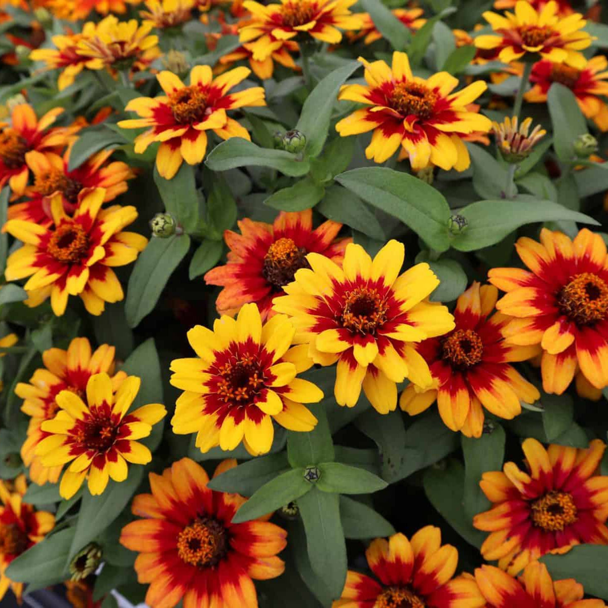 Zinnia Profusion Red Yellow Bicolor Seeds, 30 seeds