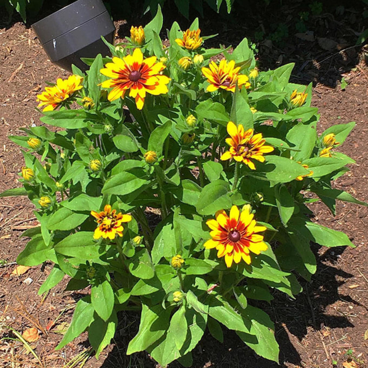 Zinnia Profusion Red Yellow Bicolor Seeds, 30 seeds