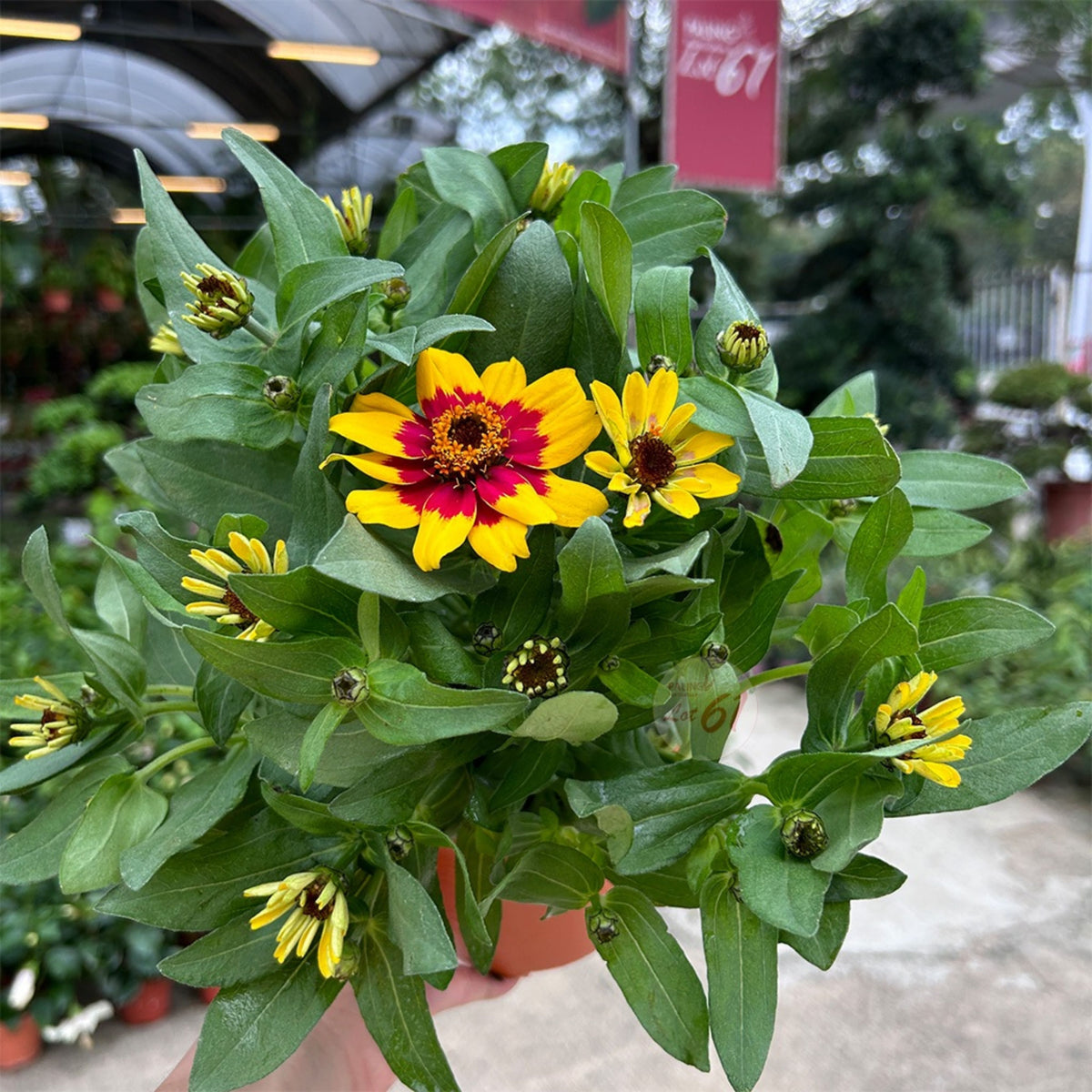 Zinnia Profusion Red Yellow Bicolor Seeds, 30 seeds