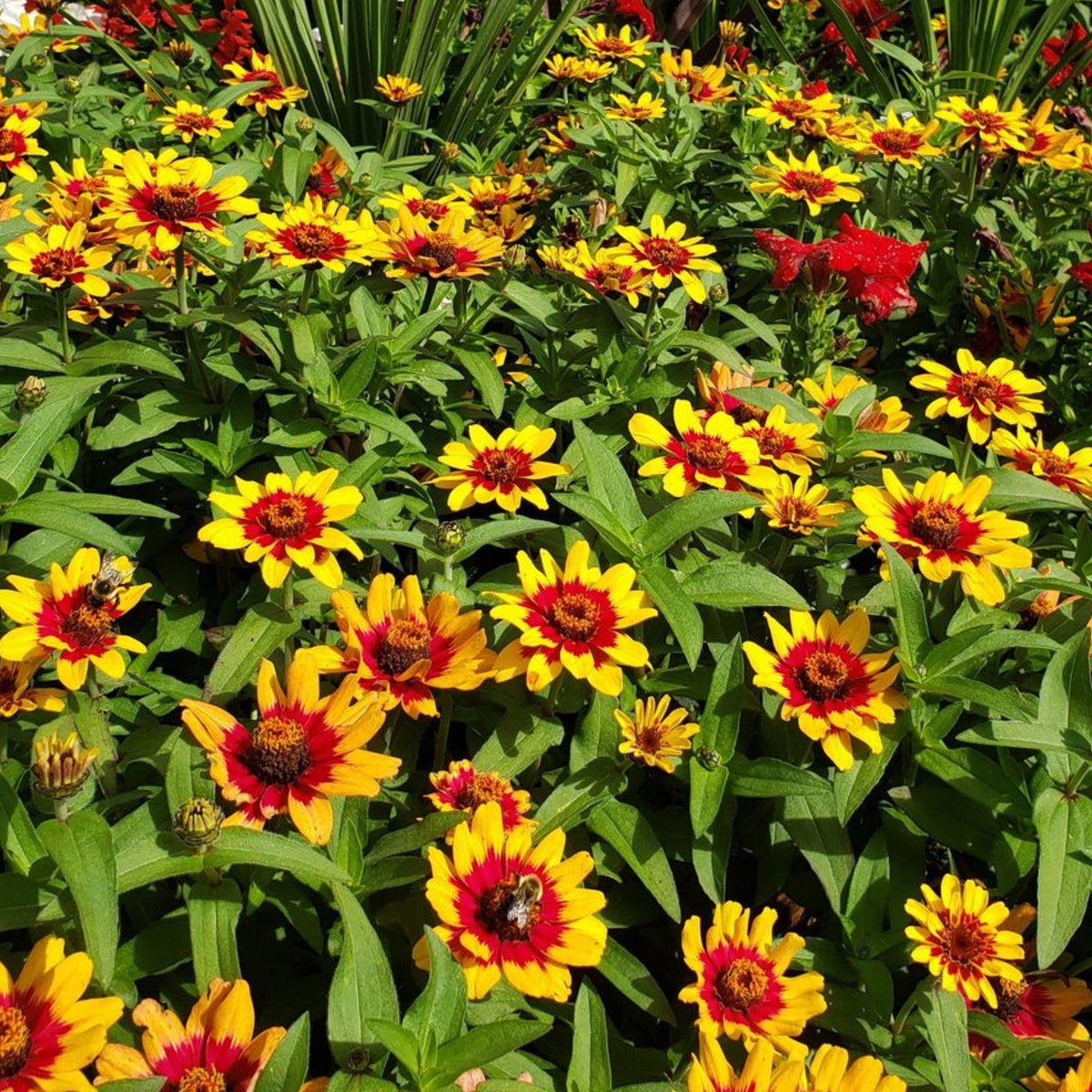 Zinnia Profusion Red Yellow Bicolor Seeds, 30 seeds