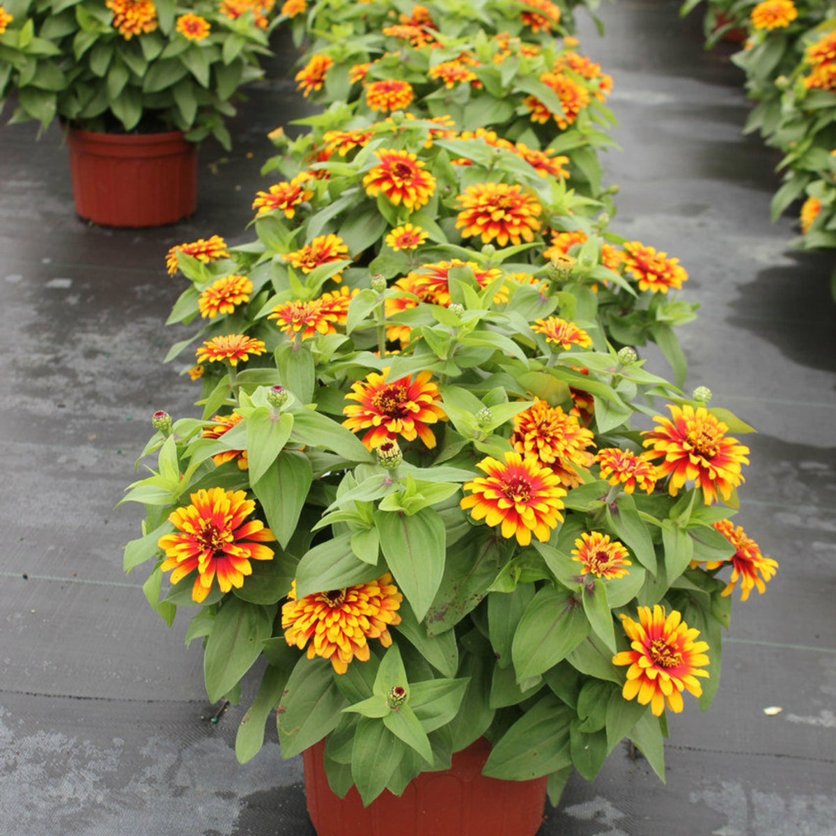 Zinnia Profusion Red Yellow Bicolor Seeds, 30 seeds