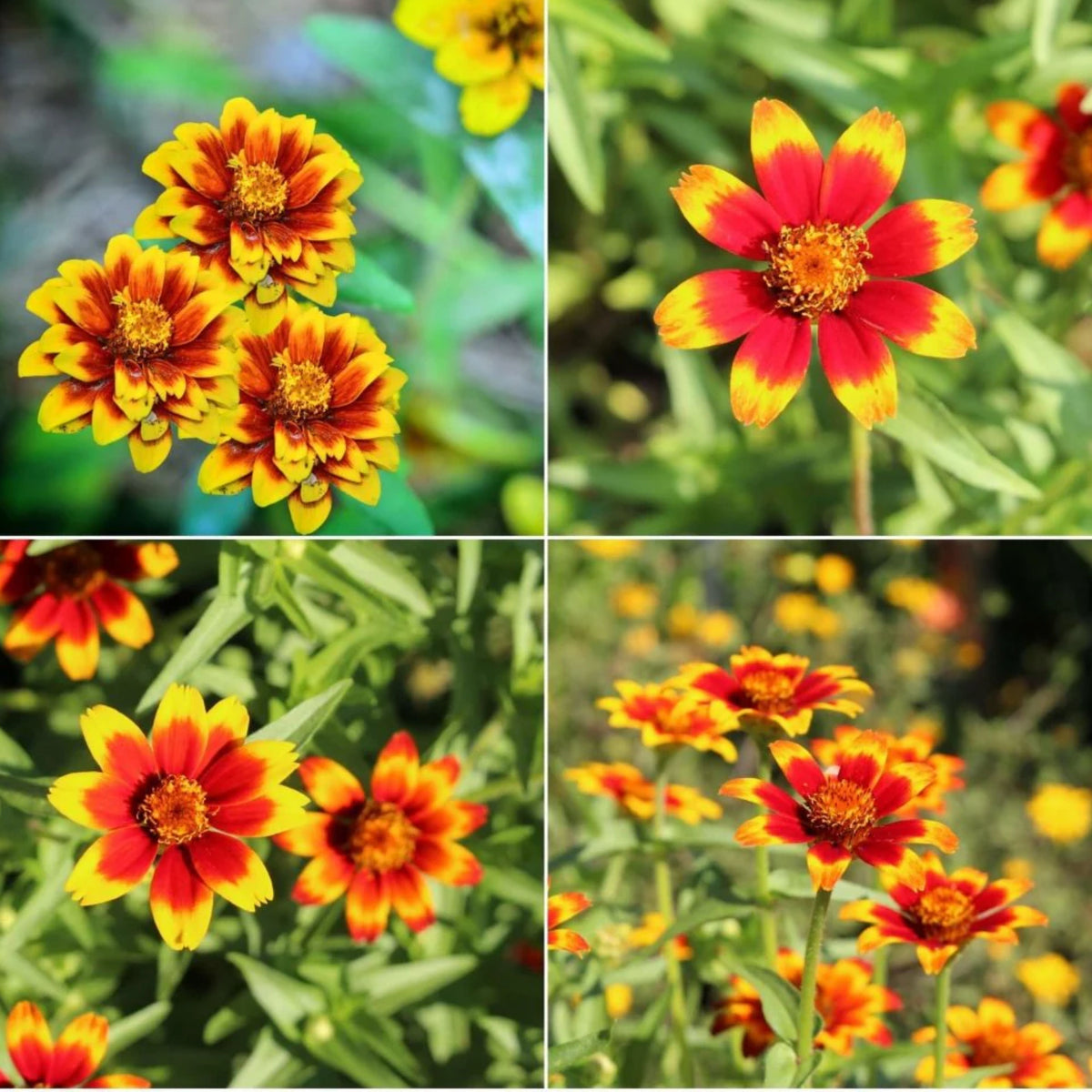 Zinnia Profusion Red Yellow Bicolor Seeds, 30 seeds