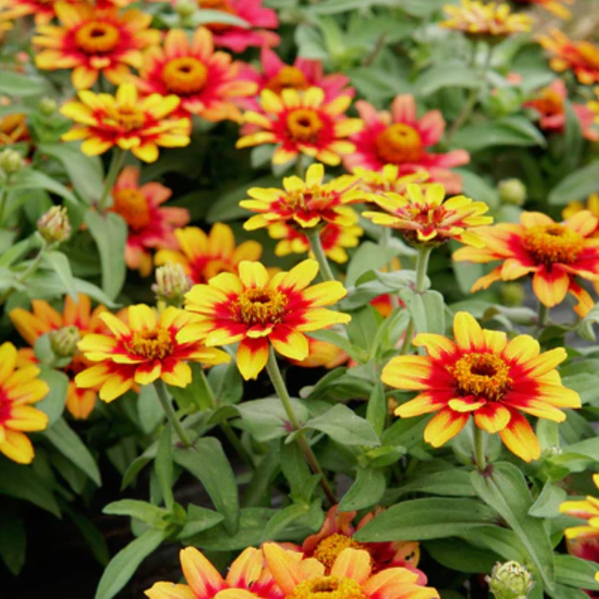Zinnia Profusion Red Yellow Bicolor Seeds, 30 seeds