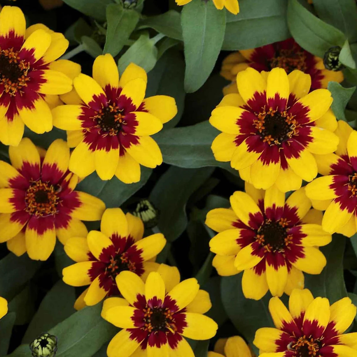 Zinnia Profusion Red Yellow Bicolor Seeds, 30 seeds
