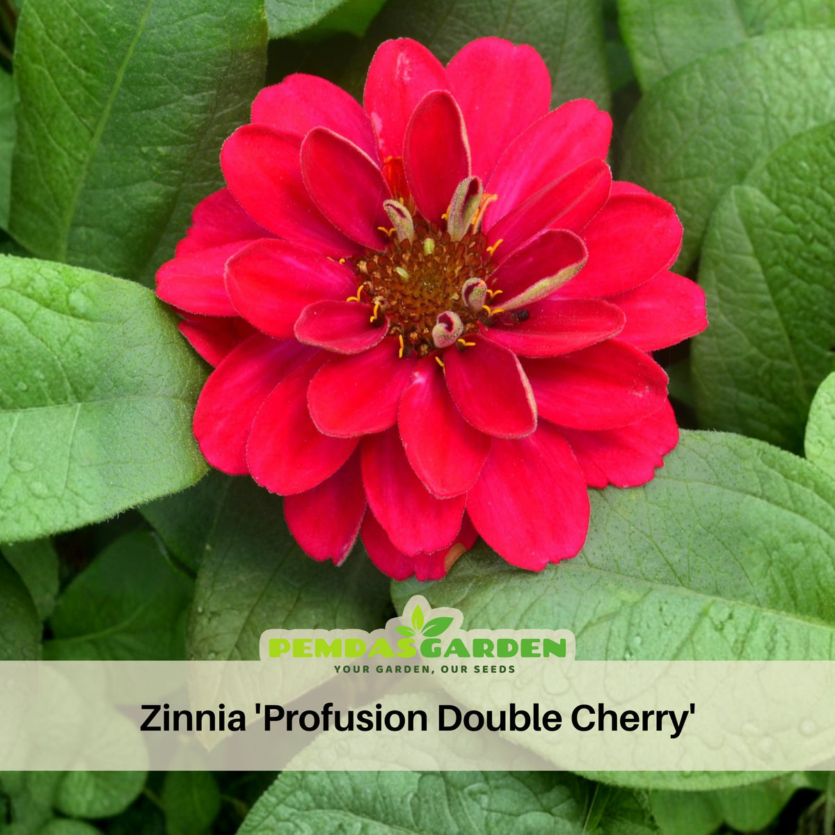 Zinnia Profusion Double Cherry Seeds, 30 seeds