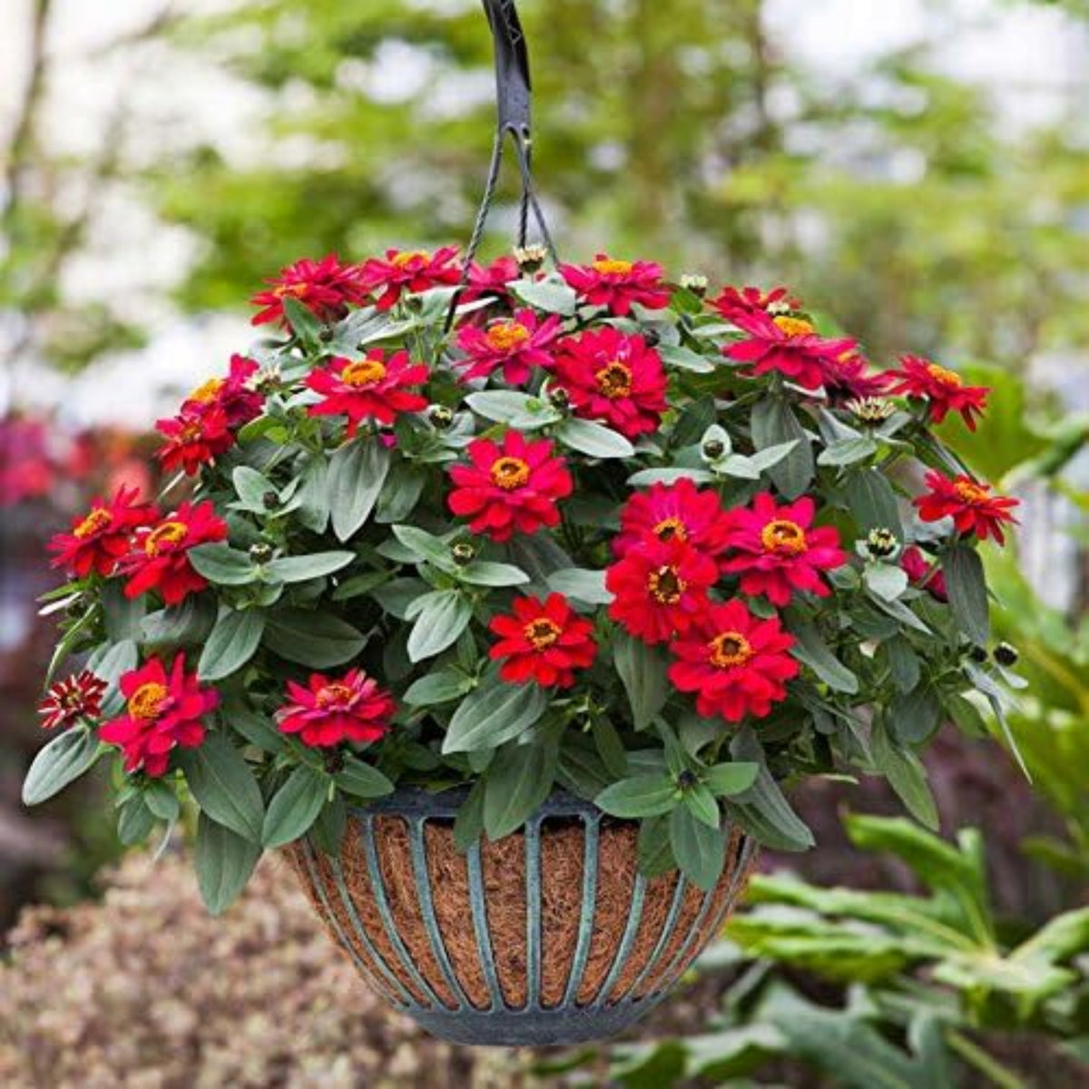 Zinnia Profusion Double Cherry Seeds, 30 seeds