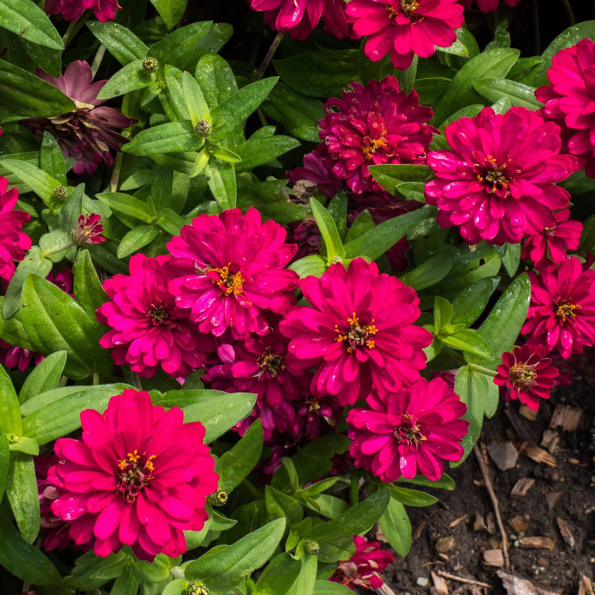 Zinnia Profusion Double Cherry Seeds, 30 seeds