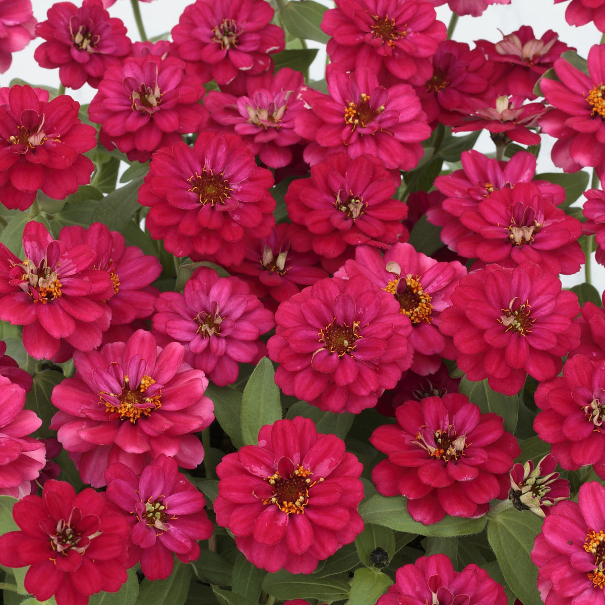 Zinnia Profusion Double Cherry Seeds, 30 seeds