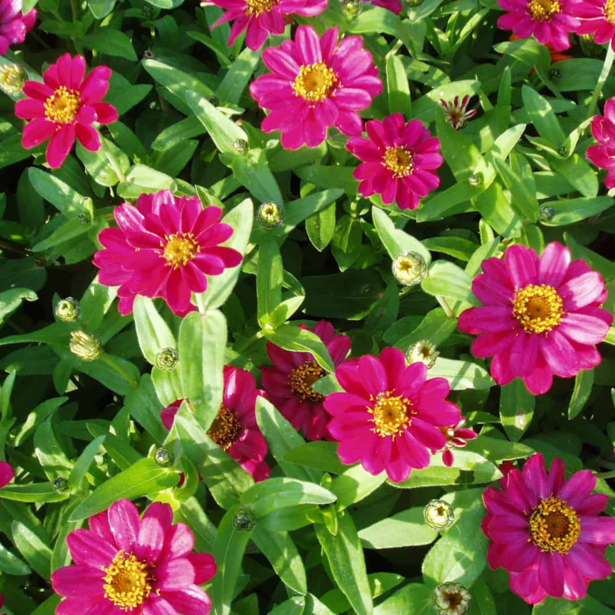 Zinnia Profusion Double Cherry Seeds, 30 seeds