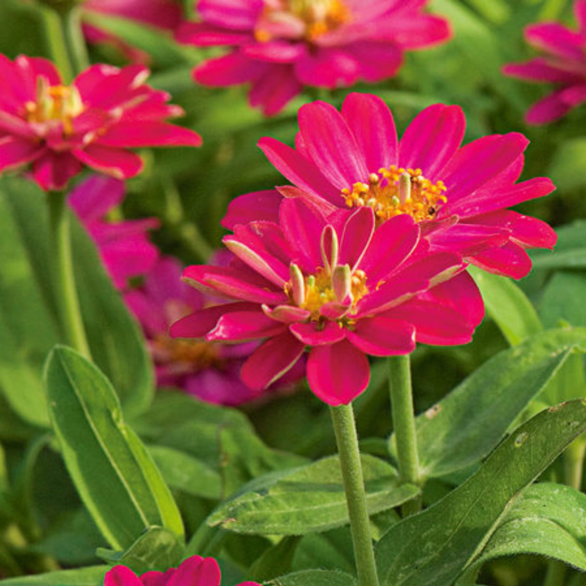 Zinnia Profusion Double Cherry Seeds, 30 seeds