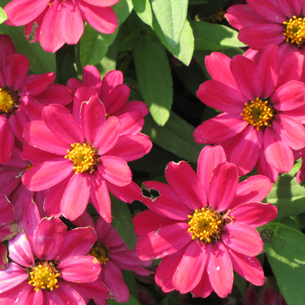 Zinnia Profusion Double Cherry Seeds, 30 seeds