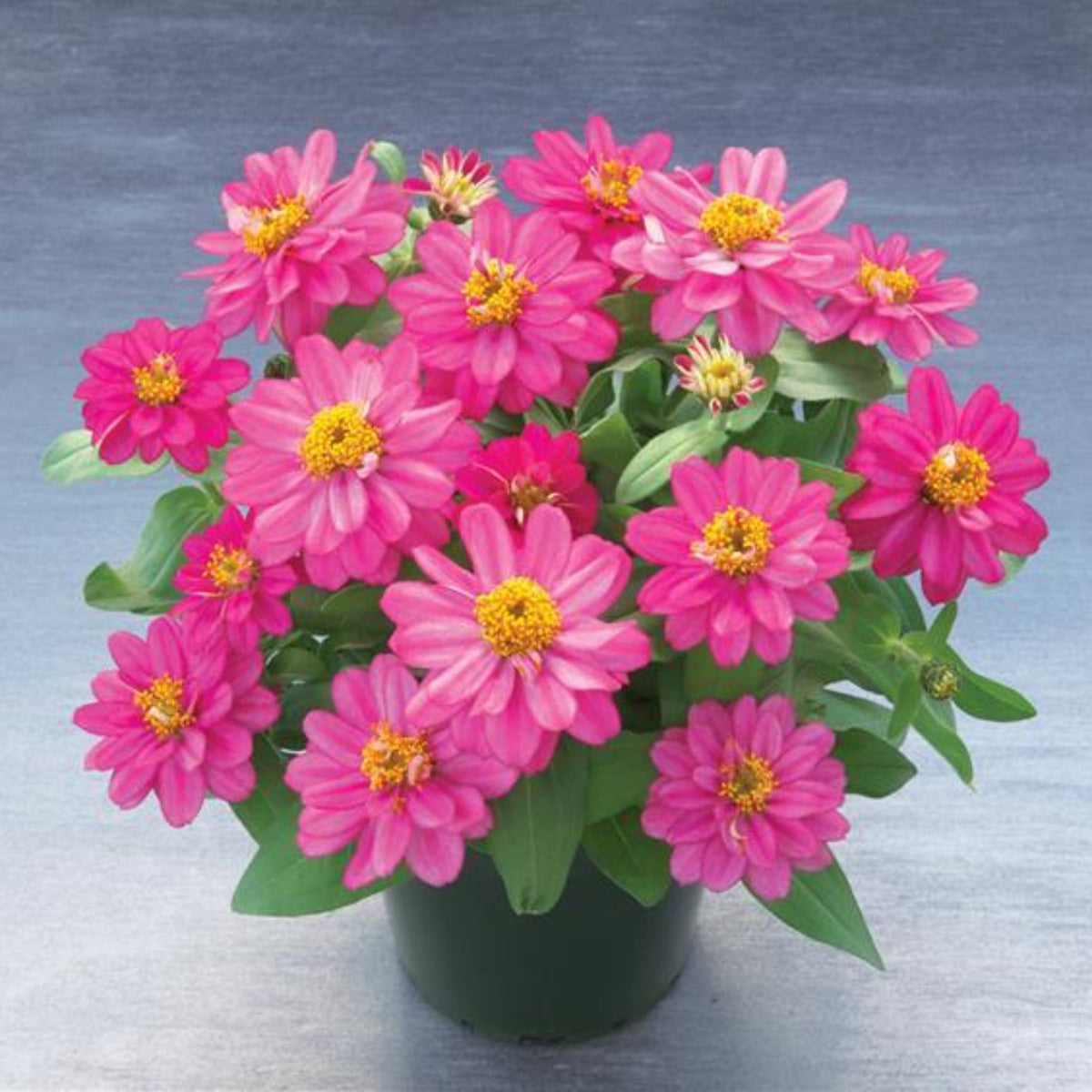 Zinnia Profusion Double Cherry Seeds, 30 seeds