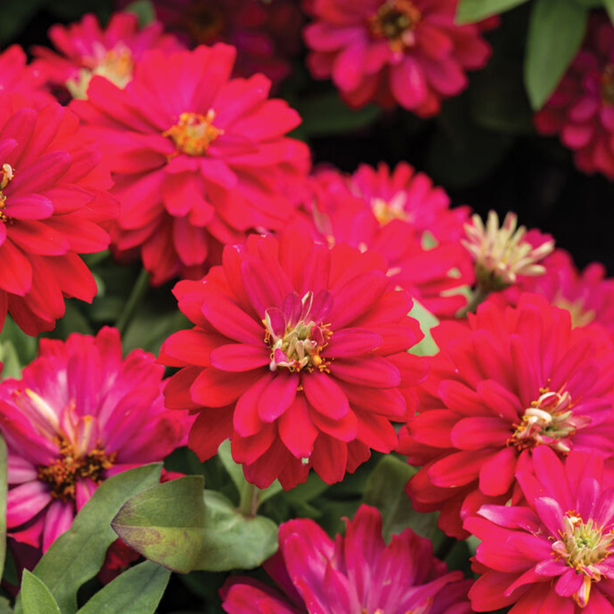 Zinnia Profusion Double Cherry Seeds, 30 seeds