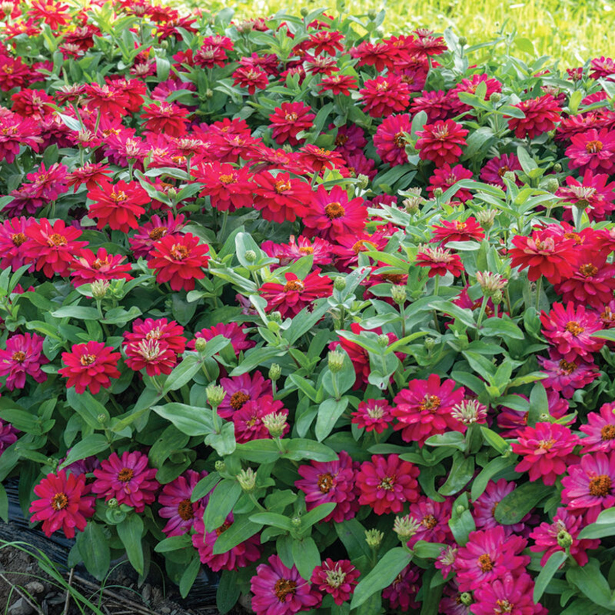 Zinnia Profusion Double Cherry Seeds, 30 seeds
