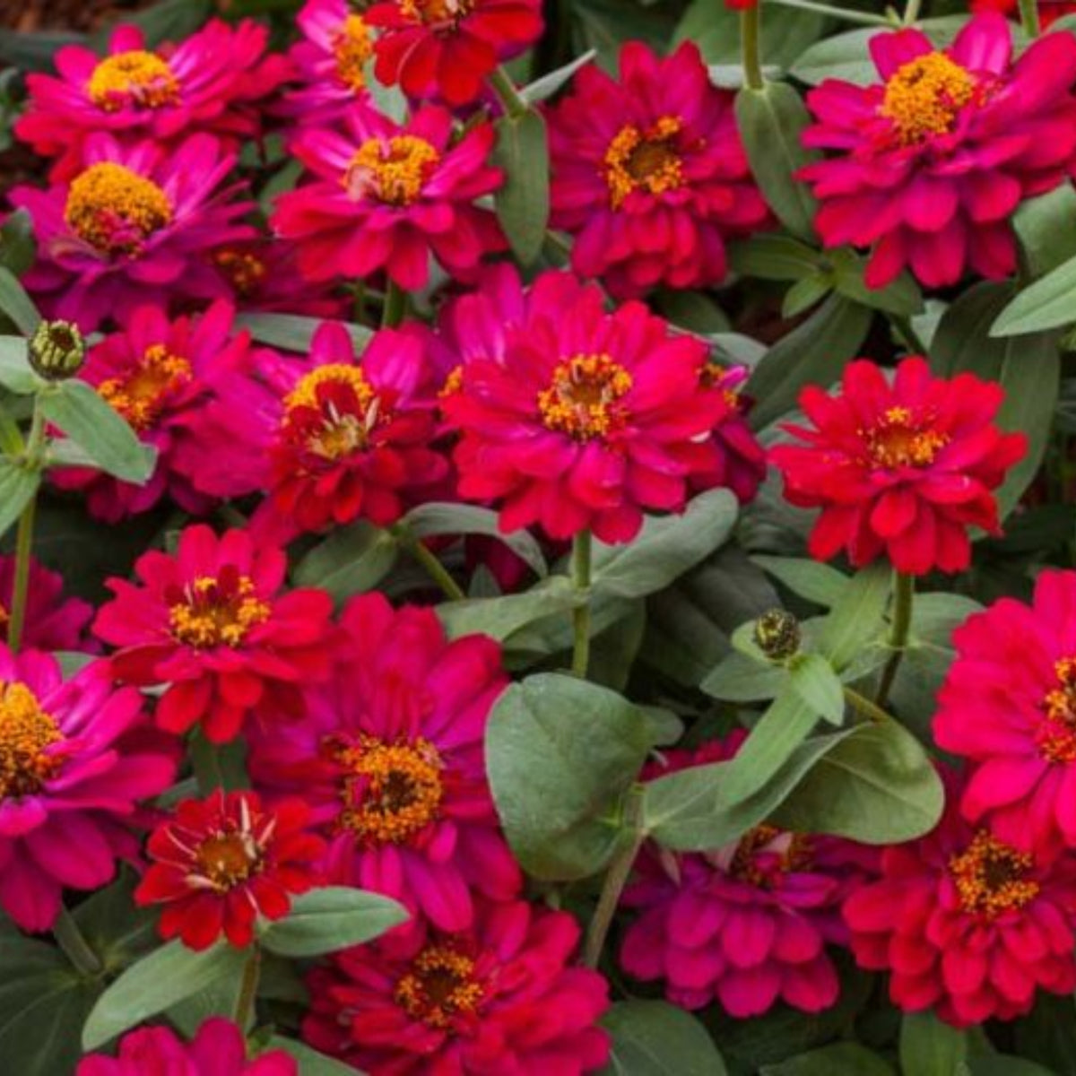 Zinnia Profusion Double Cherry Seeds, 30 seeds