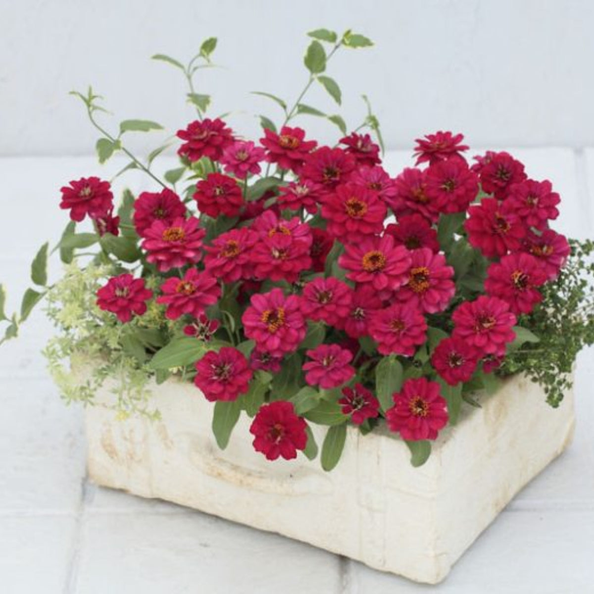 Zinnia Profusion Double Cherry Seeds, 30 seeds