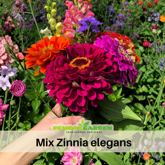 Mix Zinnia Elegans Seeds, 30 seeds