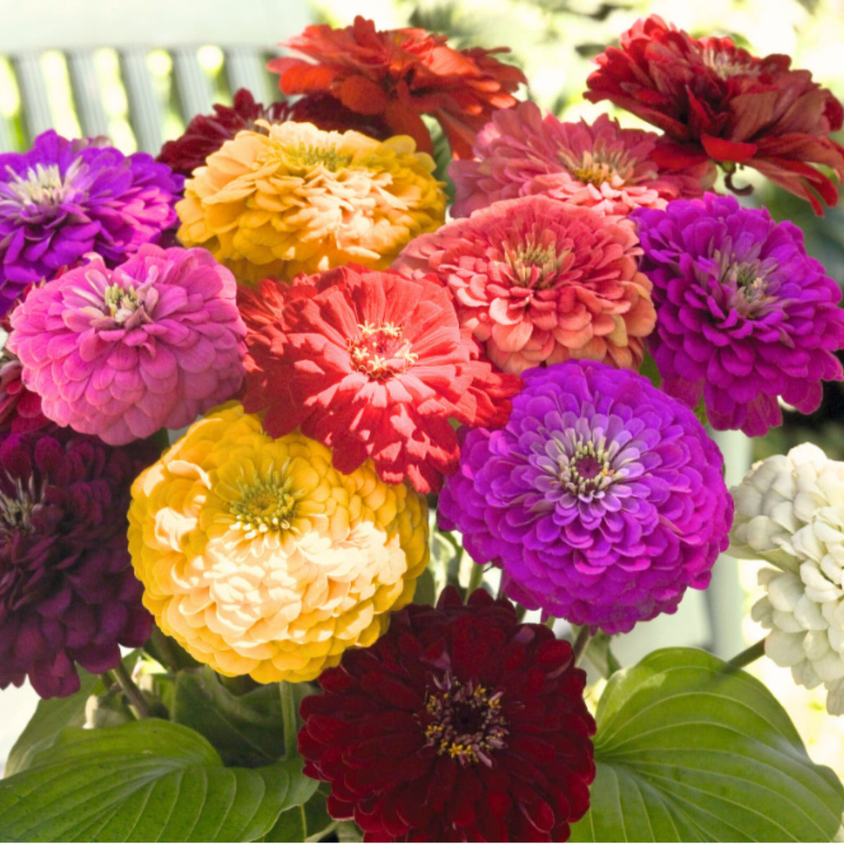 Mix Zinnia Elegans Seeds, 30 seeds