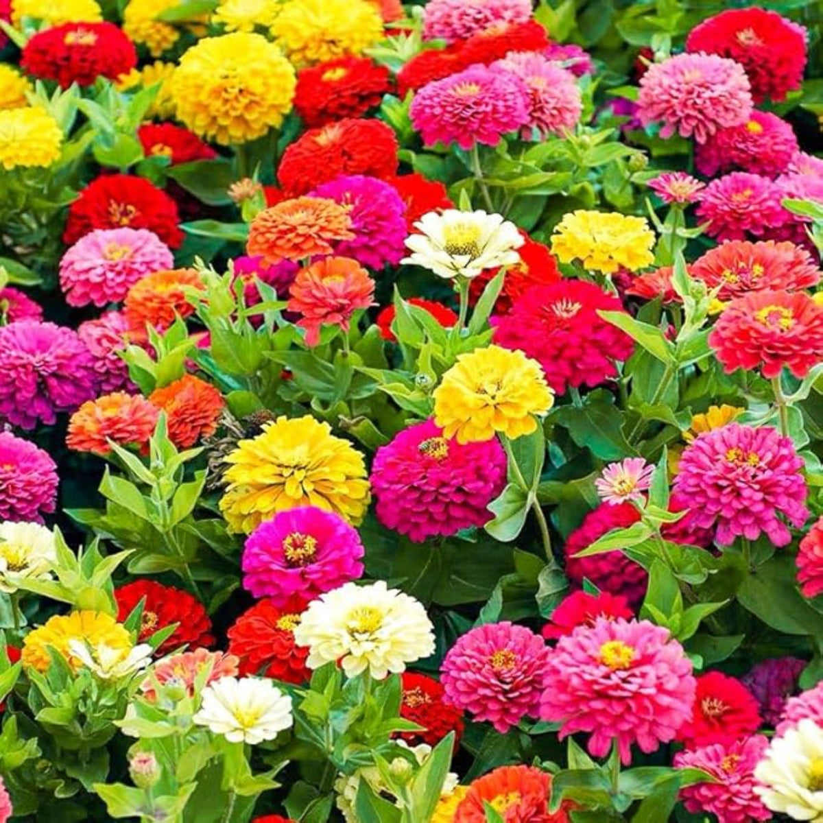 Mix Zinnia Elegans Seeds, 30 seeds