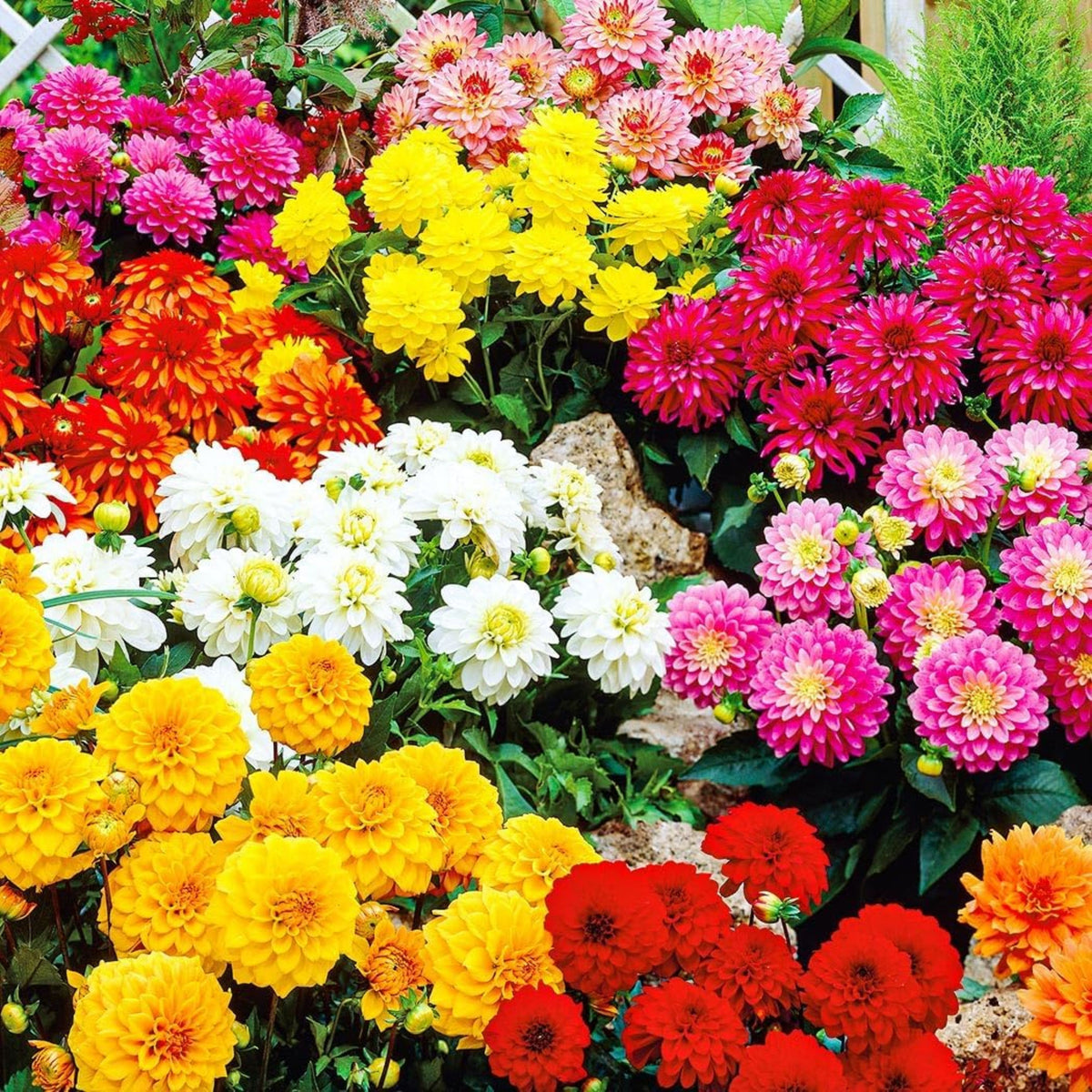 Mix Zinnia Elegans Seeds, 30 seeds