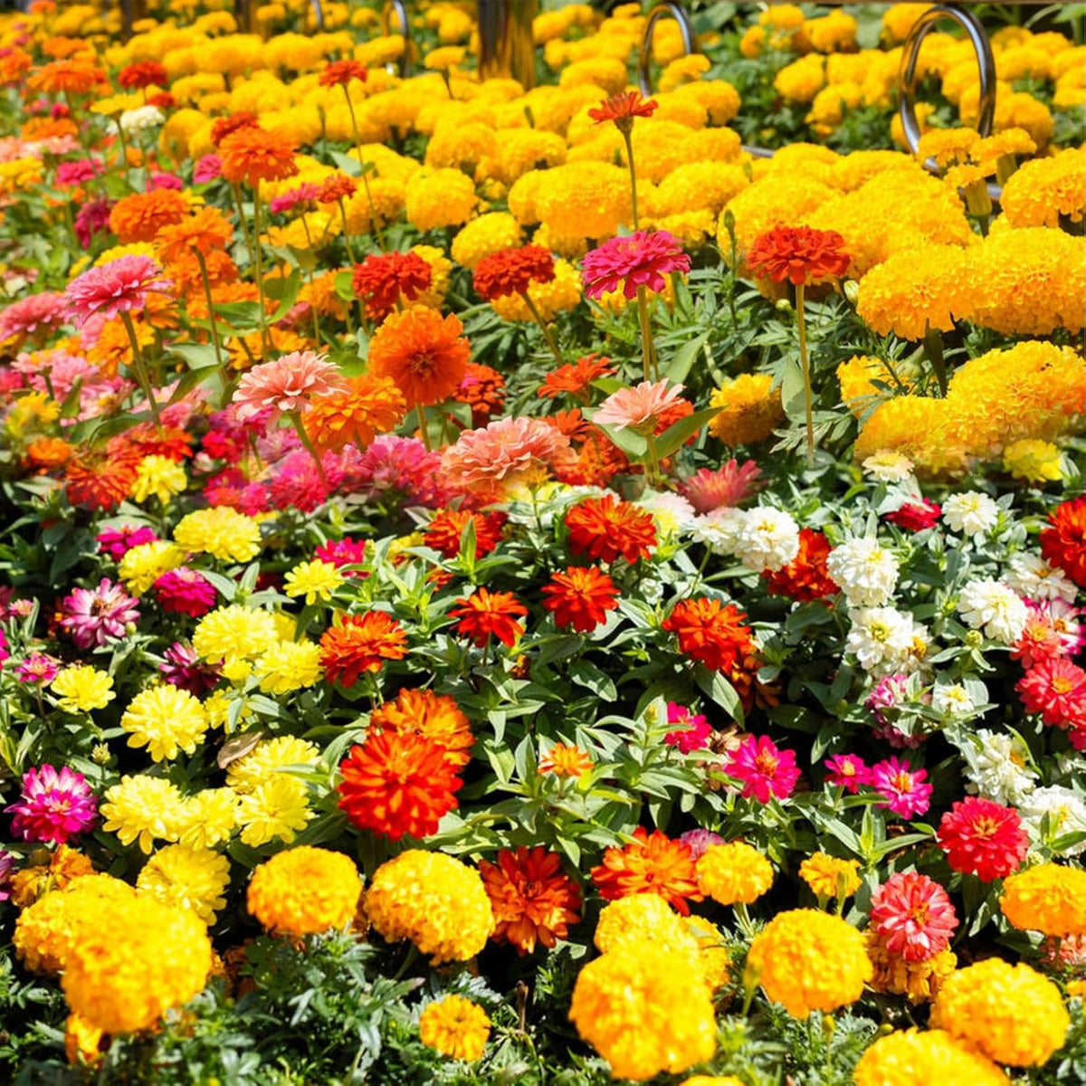 Mix Zinnia Elegans Seeds, 30 seeds