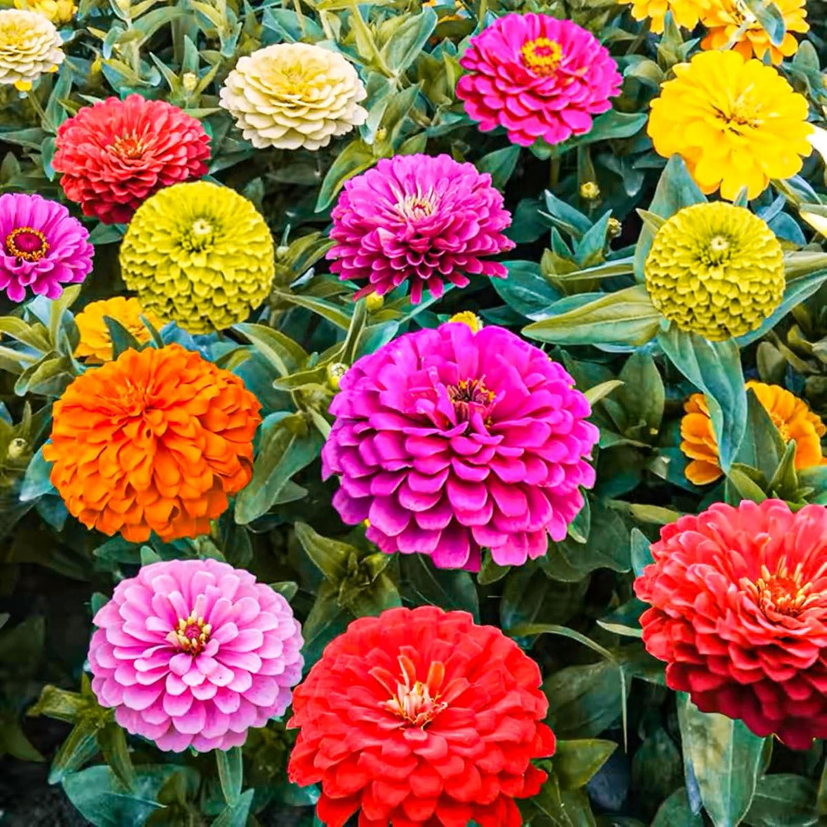 Mix Zinnia Elegans Seeds, 30 seeds