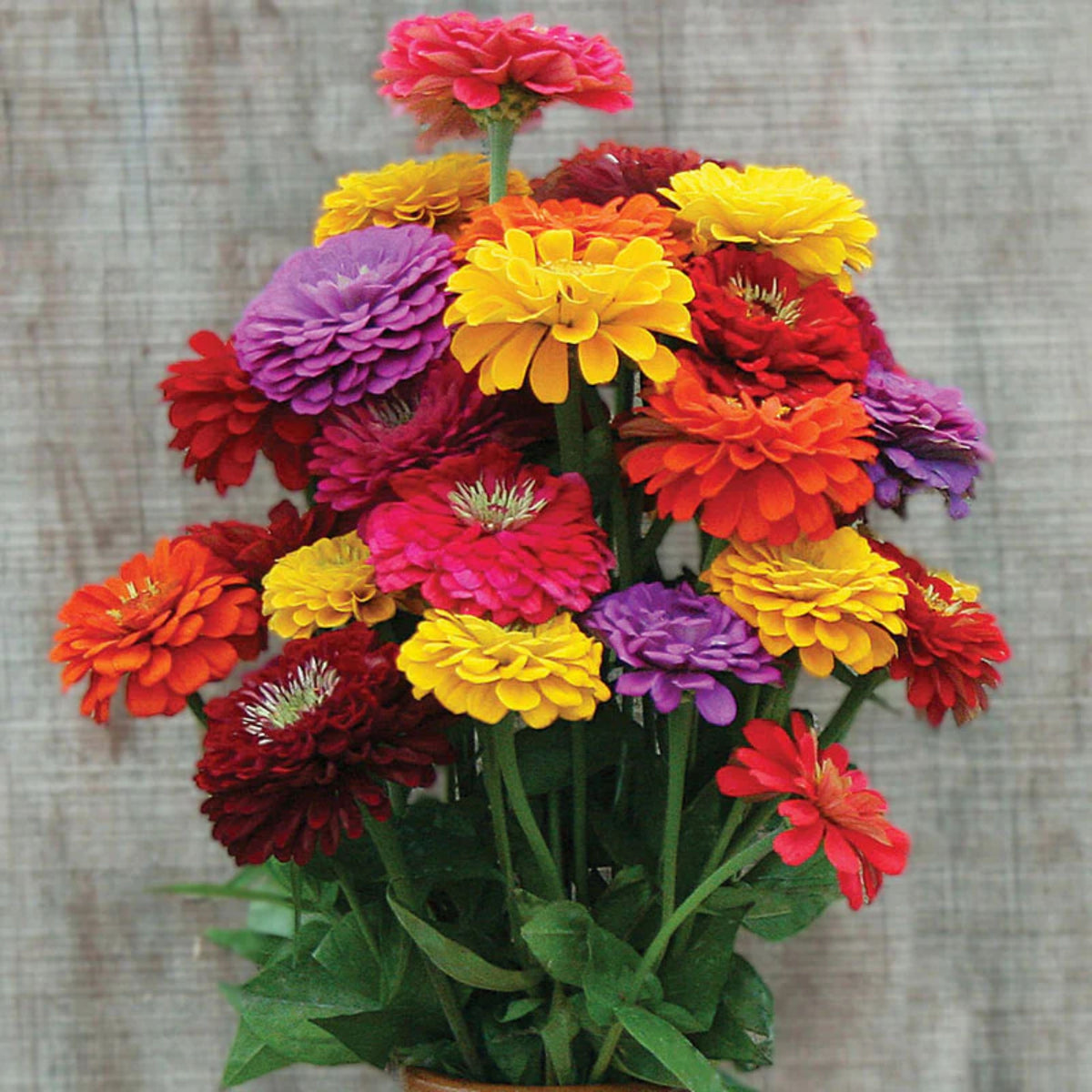 Mix Zinnia Elegans Seeds, 30 seeds