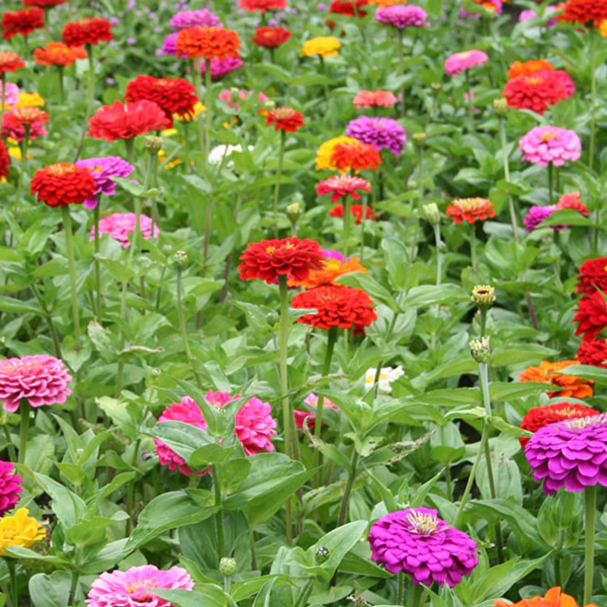 Mix Zinnia Elegans Seeds, 30 seeds